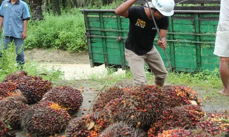 Kepala sawit (Majalah Sawit Indonesia)