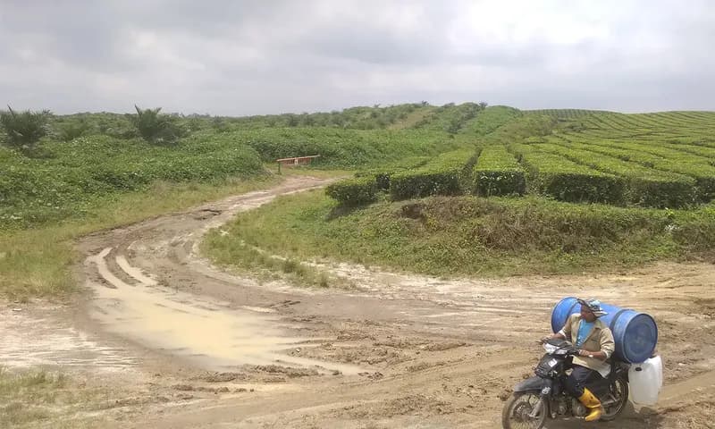 Tampak tanaman kelapa sawit yang dulunya perkebunan teh setelah di konversi pada tahun 2023 berdampingan dengan tanaman teh yang berada di afdeling 1 atau Nagori Bah Butong II, Simalungun. (Foto: PARBOABOA/Pranoto)