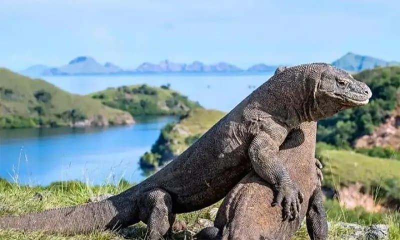 Tiket masuk Taman Nasional Komodo naik (dok Kementrian Pariwisata Indonesia)