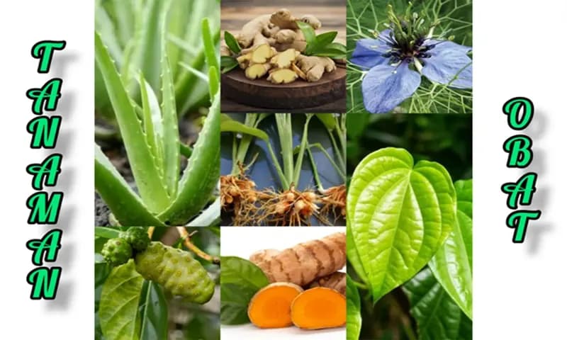 Jenis tanaman obat (Foto: Parboaboa/Sarah)