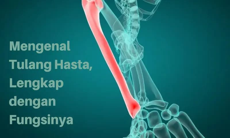 Gambar Tulang Hasta (Foto: Parboaboa/Huira)