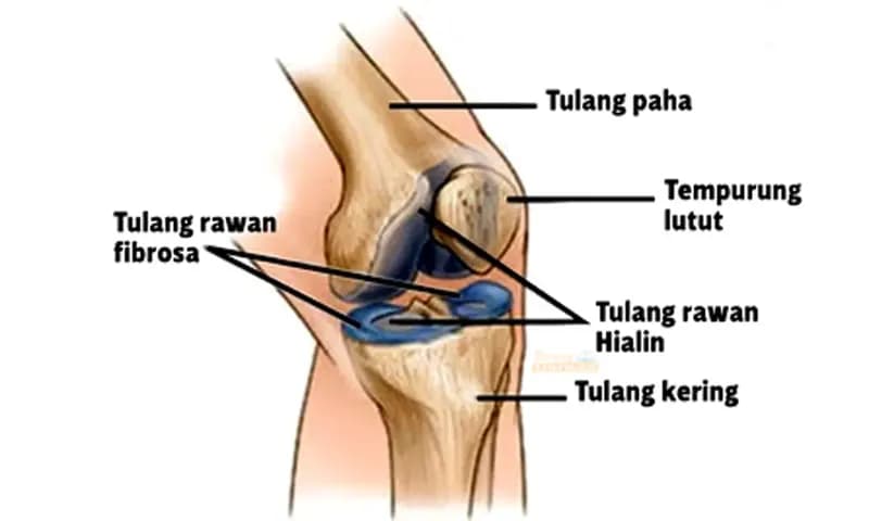 Mengenal Tulang Rawan Beserta Fungsinya Bagi Tubuh ( Dok:utakatikotak)