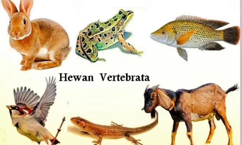 Gambar Hewan Vertebrata (foto : utakatikotak.com)