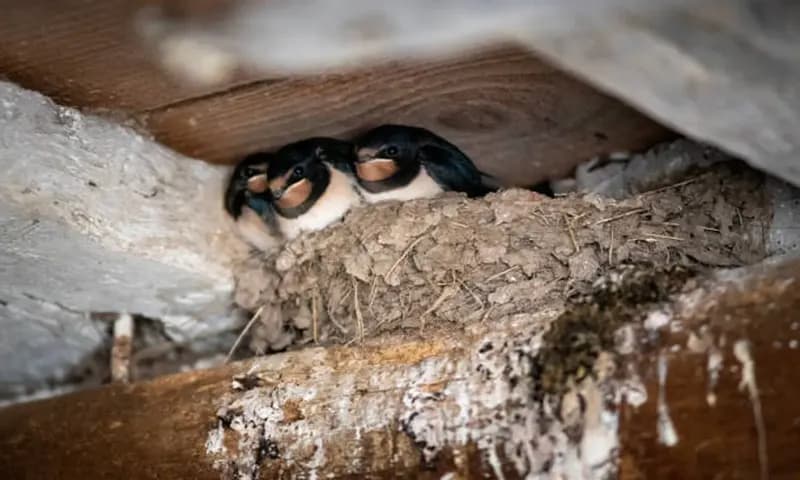 Burung walet (Foto: iStock)