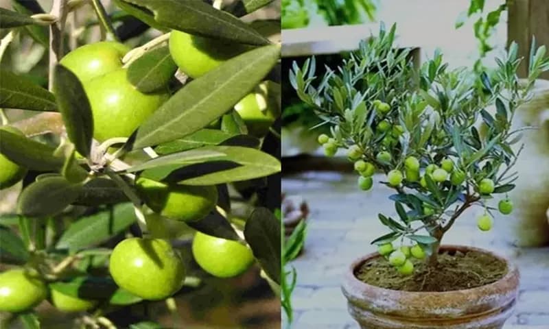 Pohon zaitun yang diyakini bisa memberikan energi positif. (Foto: Agronet)