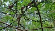 Menjelajah Hutan, Menjambangi Kebun Andaliman