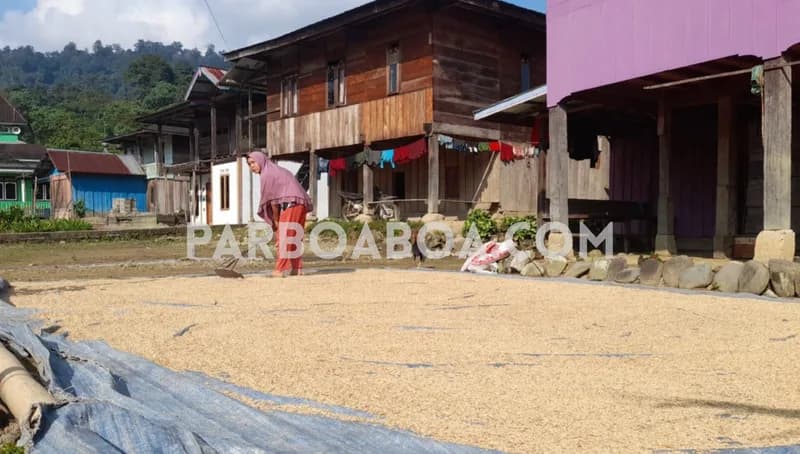 Menjemur padi (Foto: Demon Fajri/PARBOABOA)