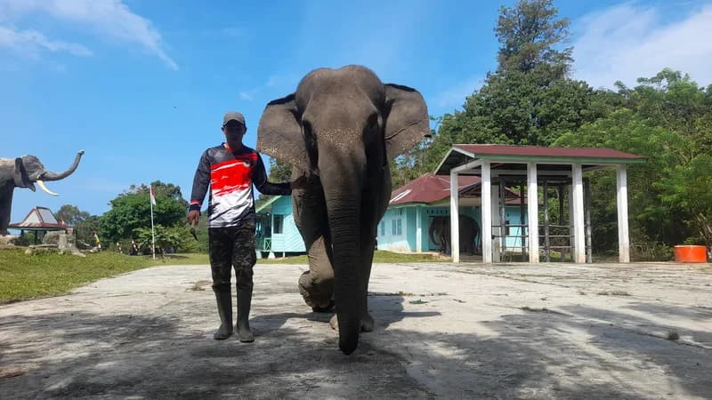 Gajah betina termuda, Bona, kini menjelma menjadi maskot kebanggaan PLG Seblat (Foto: Demon Fajri/PARBOABOA).
