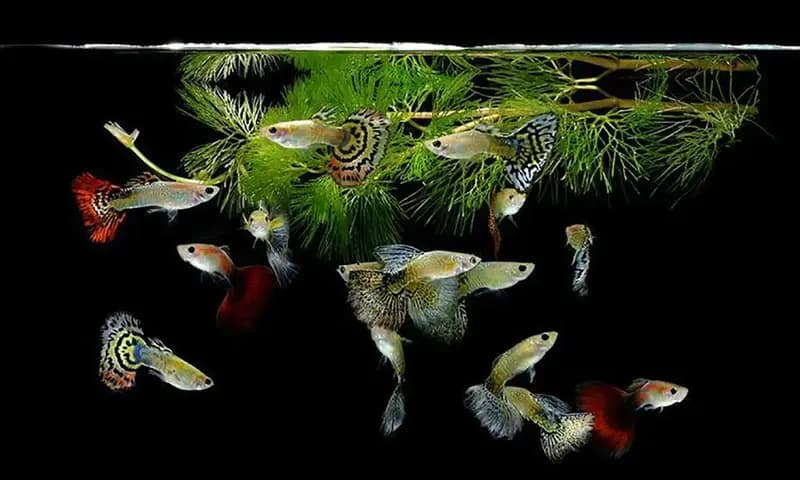 Ikan Hias Aquarium (Foto: Pinterest @aquariumtidings)