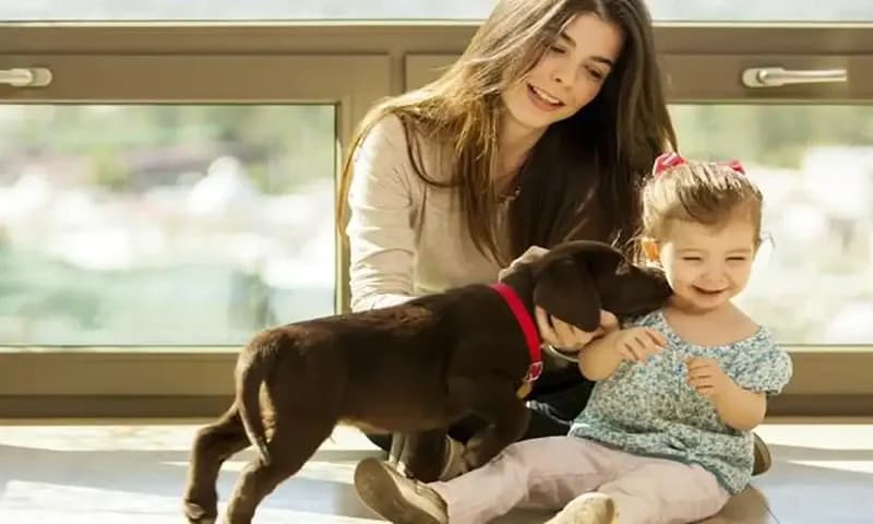 Anjing Kaki Pendek (Foto:Thinkstock)