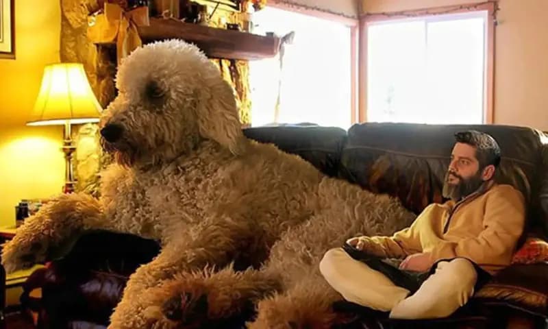 Anjing Terbesar di Dunia (Foto:Instagram Christopher Cline)