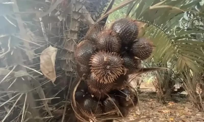 Buah salak condet yang memiliki karakteristik rasa yang unik, dan digolongkan komoditas yang langka, condet merupakan salah satu destinasi yang melestarikan kebun buah salak dan duku Condet (Foto: Parboaboa/Pras Wiratmoko)