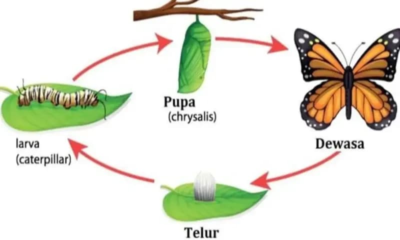 Daur Hidup Kupu-kupu (Foto: ayoguruberbagi.kemdikbud.go.id)