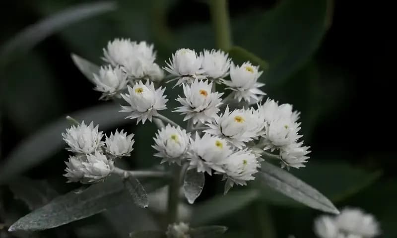 Arti Bunga Edelweis (Foto: Pixabay/Sonja Kalee)