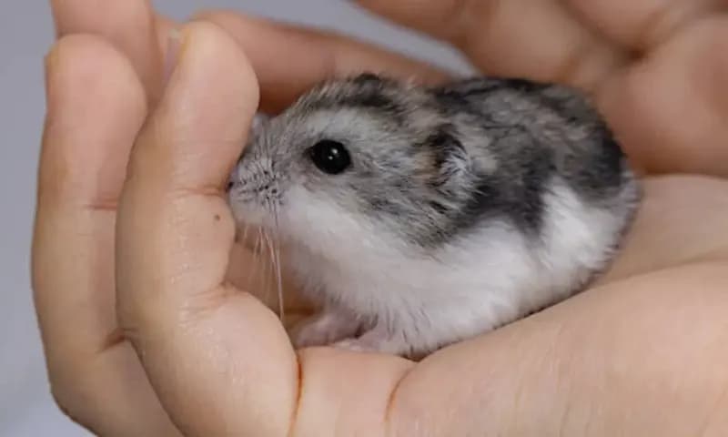 Hamster Campbell (Foto:iStockPhoto)
