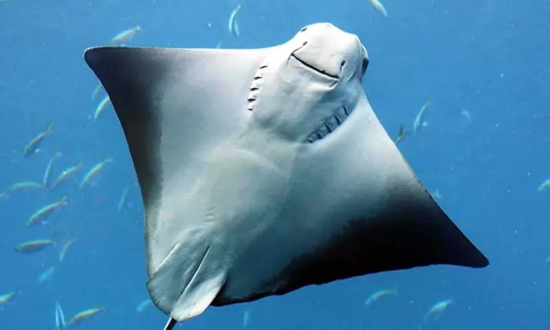 Ikan Pari Manta (Foto: yuksinau.id)