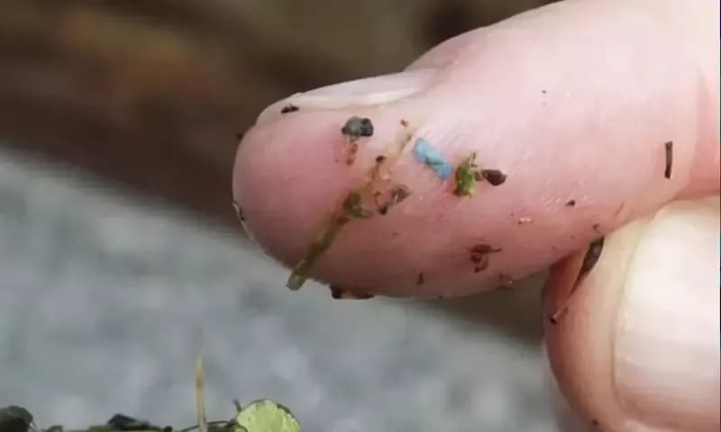 Sepotong mikroplastik biru berbentuk persegi panjang menempel di jari seorang peneliti dari program ilmu lingkungan Universitas Washington-Tacoma (Foto, Dok. AP)