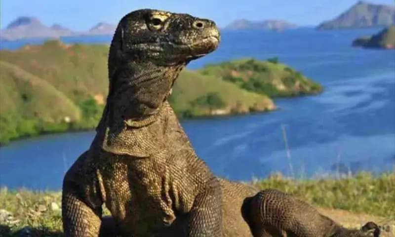 Komodo di Pulau Padar di kawasan Taman Nasional Komodo, Nusa Tenggara Timur (NTT). (Foto: Dok. RRI)