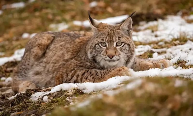 Kucing Hutan (Foto:Freepik)