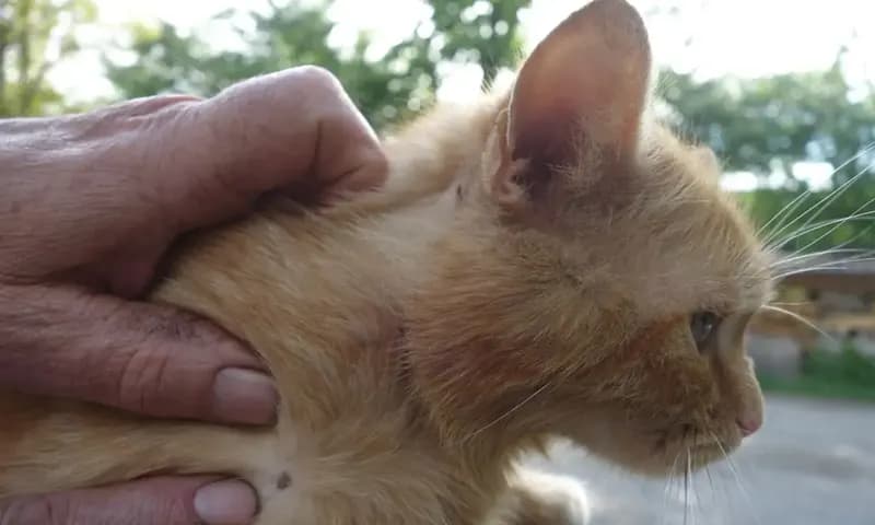 Ilustrasi Cara Menghilangkan Kutu Kucing (Foto:papertanyajawab.blogspot.com)