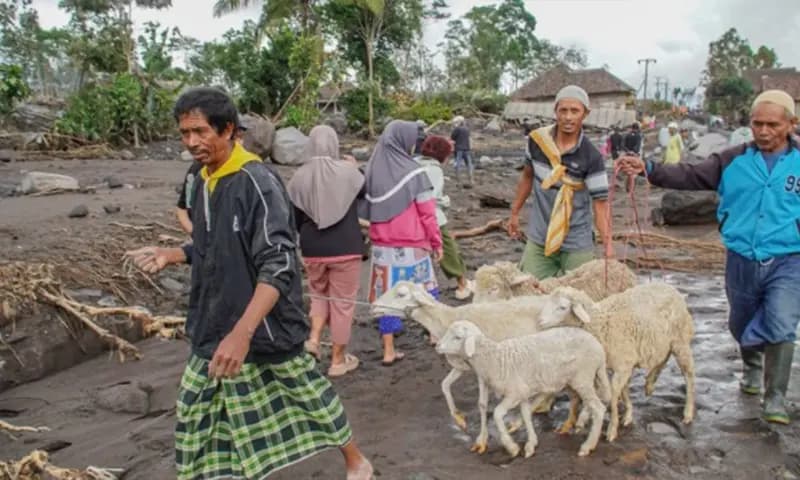Warga mengevakuasi ternak dari rumahnya yang terdampak erupsi Gunung Semeru di Desa Supiturang, Lumajang, Jawa Timur, Kamis (20/11/2025). (Foto: Dok. ANTARA)