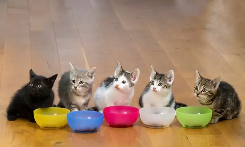 Rekomendasi Makanan Anak Kucing (Foto: Shutterstock/DANY VR)