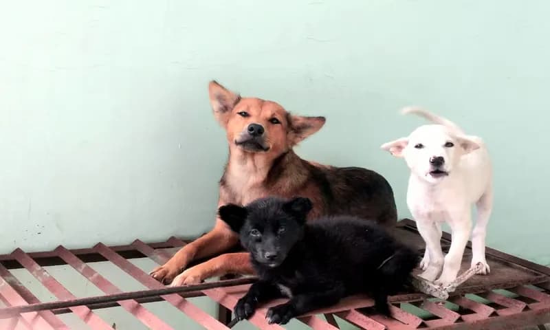 Anjing merupakan salah satu hewan peliharaan yang memberikan manfaat bagi manusia (Foto: Parboaboa/Juni)