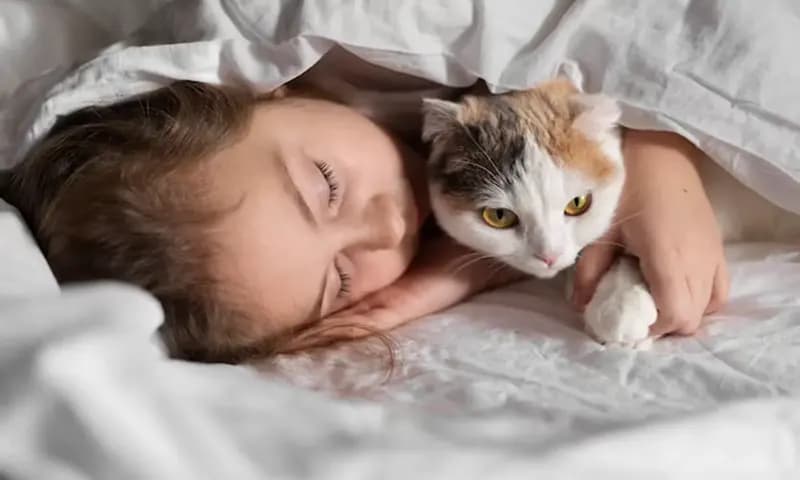 Manfaat Memelihara Kucing (Foto:Freepik)