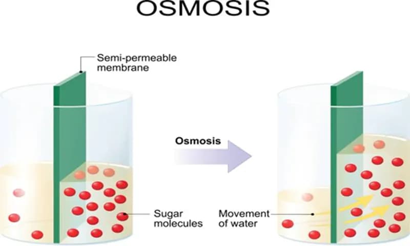 Osmosis adalah (Foto: iStock)