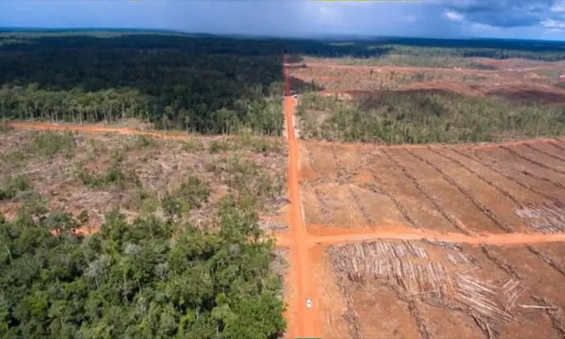 Hutan Deforestasi di Kabupaten Merauke, Provinsi Papua. Foto diambil 2016. (Foto: Dok. Yayasan Pusaka)