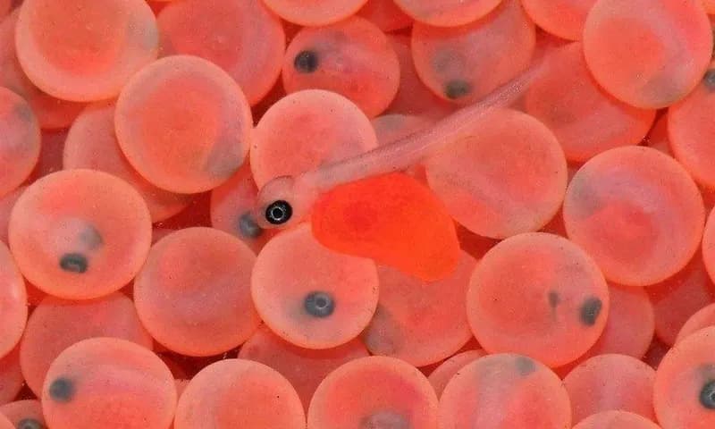 Peristiwa fertilisasi pada hewan (Foto: fishfarmingexpert/Francisco Soto)