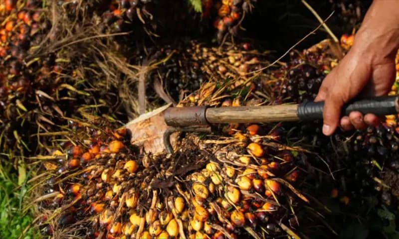 Petani melakukan panen sawit di Perkebunan sawit PT Perkebunan Nusantara III (Foto: Dok. Bloomberg)