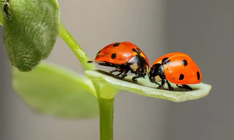 Simbiosis netralisme (Foto: Pixabay/RonBerg)