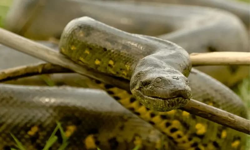 Green Anaconda, salah satu ular terbesar di dunia (Foto: critterfacts.com)