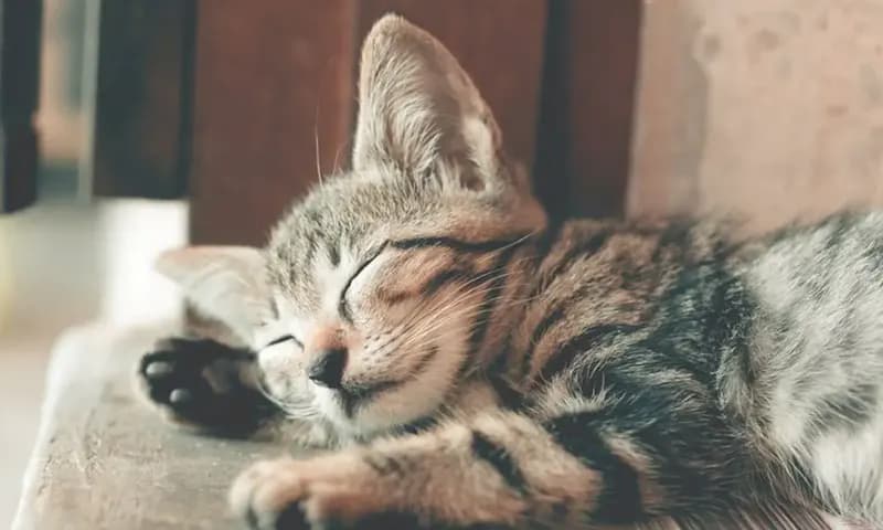 Ilustrasi Jenis Virus Kucing (Foto:Pexels/Ihsanaditya)