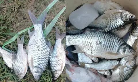 Warga Temukan Ratusan Ikan Mati, Sungai di Muaragembong Diduga Tercemar!