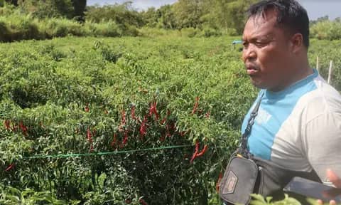 Fluktuasi Harga Cabai Berdampak Pada Banyak Sektor