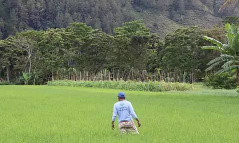 Dilema Petani Simalungun: Pestisida Tidak Efektif, Hama Semakin Kuat