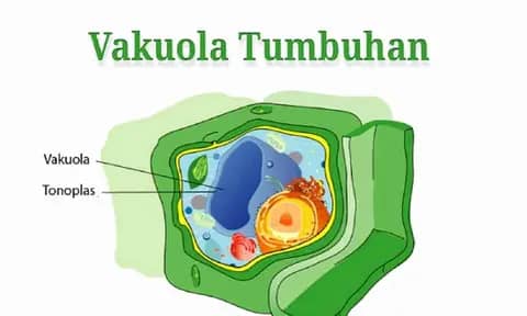 Pengertian, Ciri dan Fungsi Vakuola Pada Sel Tumbuhan. Singkat Padat dan Jelas