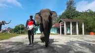 Menjaga Raksasa Rimba Sumatra