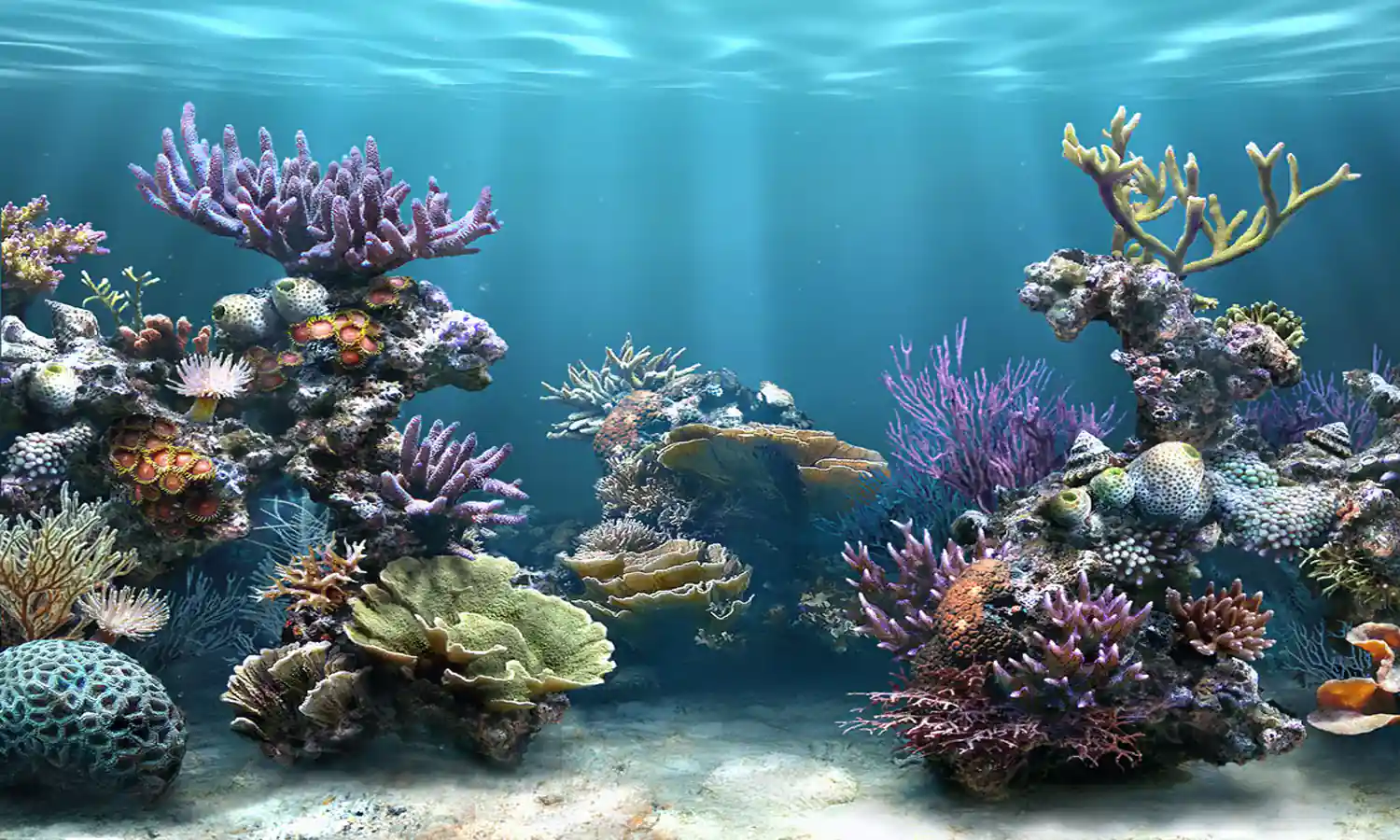 Coral life. Дно океана. Подводный мир кораллы. Морские глубины. Подводные пейзажи.