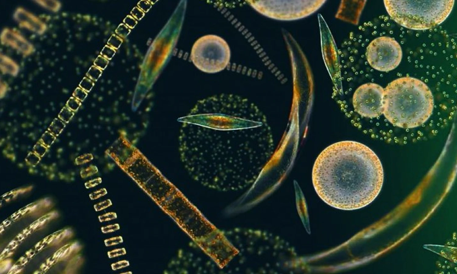 Фитопланктон дать определение