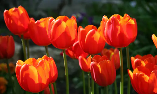 Arti bunga tulip