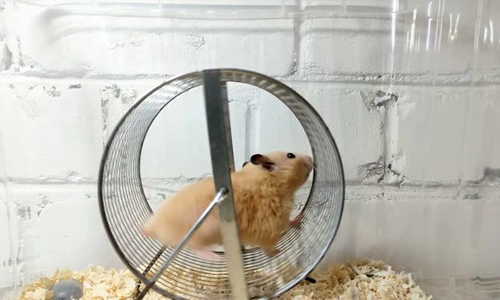 Fakta hamster