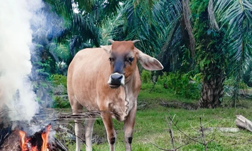 manfaat hewan bagi manusia