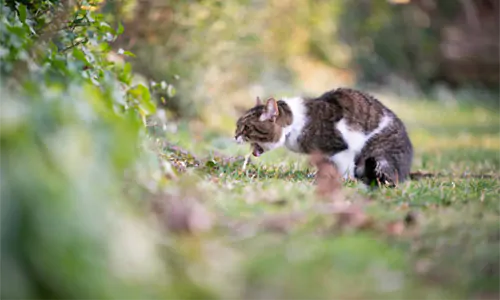 penyebab kucing keracunan