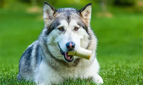Fakta Menarik Husky, Anjing Ramah dan Bersahabat