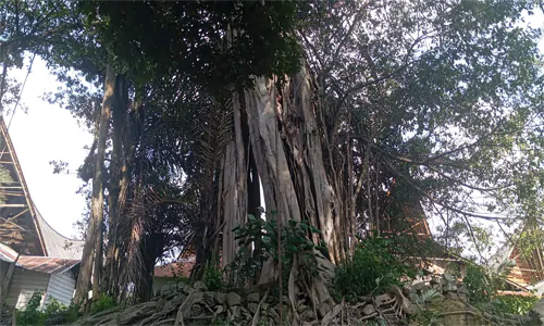 Pohon Keramat Kampung Ulos Huta Raja: Simbol Kekuatan, Kepercayaan, dan Penghormatan