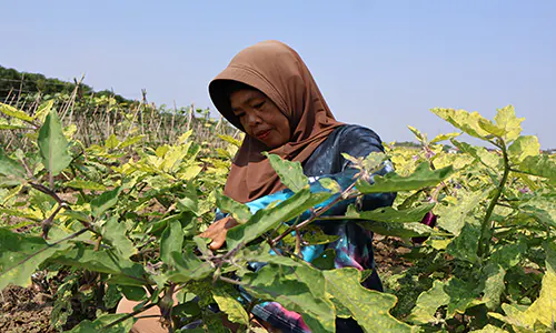 Nestapa Petani Mekarsari di Balik Jerebu PLTU Indramayu